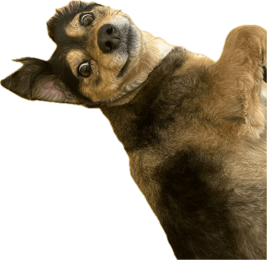 My dog Rochelle being silly